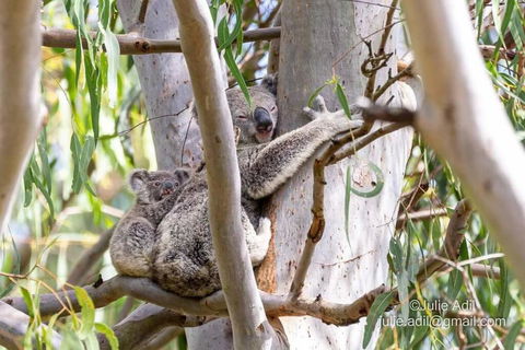 A Quiet Unit Overlooking A Reserve - Accommodation Rockhampton 0