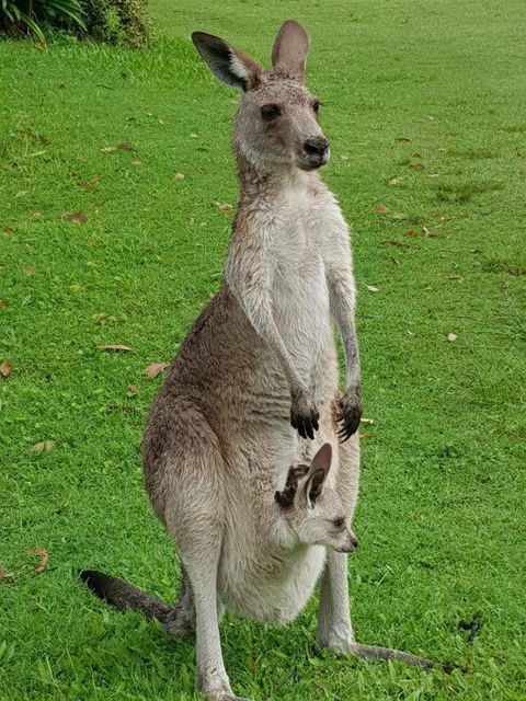 At Melaleuca 3 - Accommodation Rockhampton 3