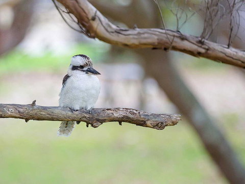 1 'Intrepid', 3 Intrepid Close - Amazing Views Of Shoal Bay, Only 100m From The Beach - Accommodation Rockhampton 1