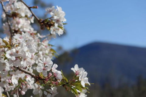 Mountains And Treetops Retreat - Nature Getaway - Accommodation Rockhampton 3