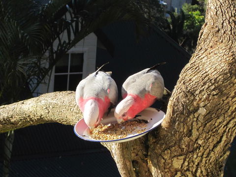 Avoca Breezes - Accommodation Rockhampton 2