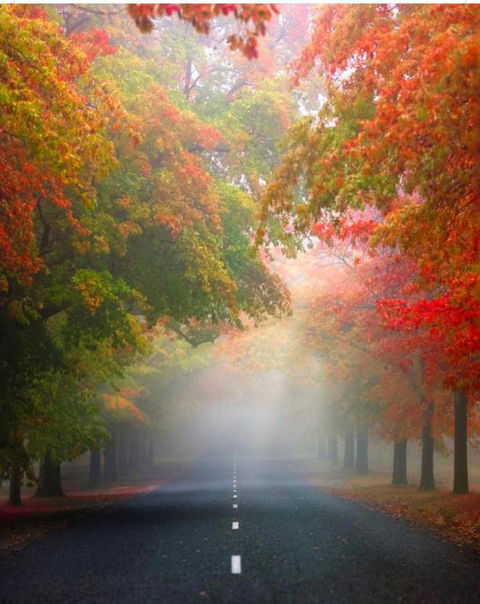 Wotama, Macedon B And B, Honour Ave, Mount Macedon - Accommodation Rockhampton 3