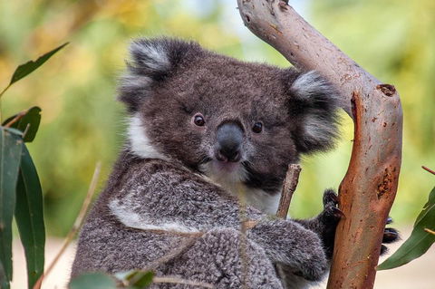 Great Ocean Road Tour With Lunch - Accommodation Rockhampton 5