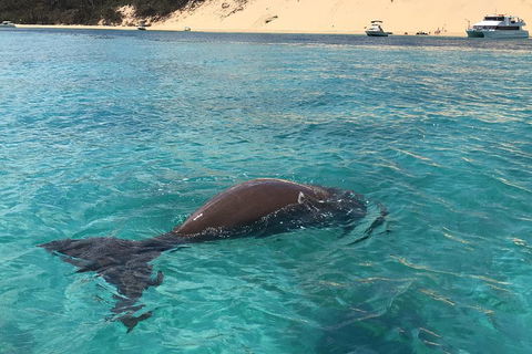 Cruise In Moreton Bay Marine Park And Moreton Island - Accommodation Rockhampton 2