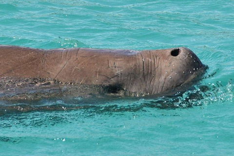 Cruise In Moreton Bay Marine Park And Moreton Island - Accommodation Rockhampton 3
