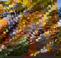 Full Day Tamar Valley Wine Tour - Accommodation Rockhampton