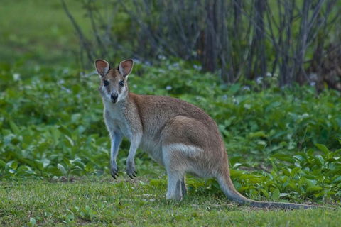 Cairns 4WD Waterfall And Rainforest Tour Including Kuranda Scenic Railway - Accommodation Rockhampton 2