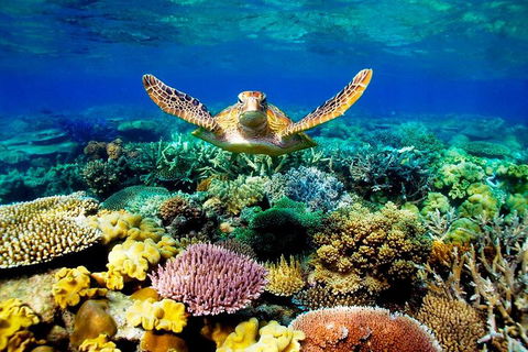 3-Day Best Of Cairns Combo: The Daintree Rainforest, Great Barrier Reef, And Kuranda - Accommodation Rockhampton 1