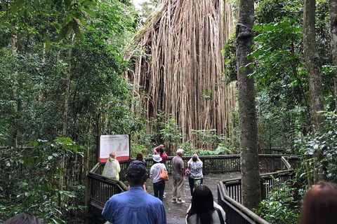 4-Day Cairns Ultimate Combo: Daintree Rainforest, Reef, Kuranda & Paronella Park - Accommodation Rockhampton 5