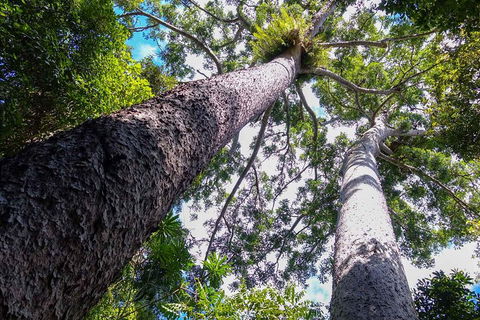 Paronella Park And Millaa Millaa Falls Full-day Tour From Cairns - Accommodation Rockhampton 1