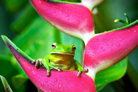 Cape Tribulation, Mossman Gorge, And Daintree Rainforest Premium Day Tour - Accommodation Rockhampton 0
