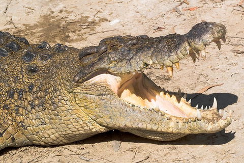 Cape Tribulation, Mossman Gorge, And Daintree Rainforest Premium Day Tour - Accommodation Rockhampton 1