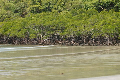 Cape Tribulation, Mossman Gorge, And Daintree Rainforest Premium Day Tour - Accommodation Rockhampton 4