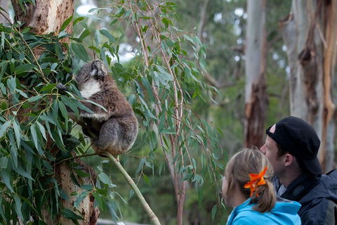 2 Day Exclusively Private Tour Of Phillip Island & The Great Ocean Road - Accommodation Rockhampton 1