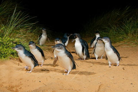 2 Day Exclusively Private Tour Of Phillip Island & The Great Ocean Road - Accommodation Rockhampton 3