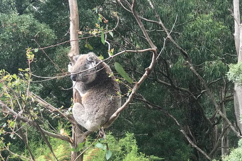 Full-Day Great Ocean Road Small-Group Tour From Melbourne - Accommodation Rockhampton 1