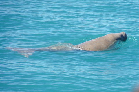 Snubfin Dolphin Eco Cruise From Broome - Accommodation Rockhampton 0