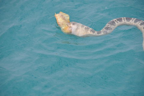 Snubfin Dolphin Eco Cruise From Broome - Accommodation Rockhampton 2