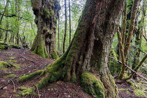 3-Day Cradle Mountain Photography Workshop - Accommodation Rockhampton 1