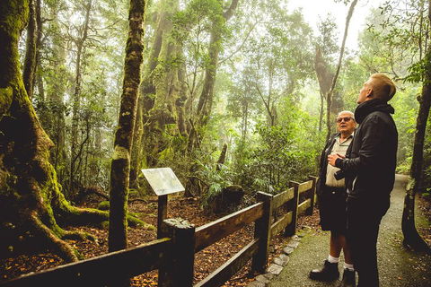 Full-day Springbrook National Park Tour From The Gold Coast - Accommodation Rockhampton 1