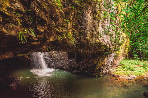 Full-day Springbrook National Park Tour From The Gold Coast - Accommodation Rockhampton 4