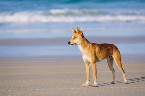 Fraser Island 4WD Tour From Rainbow Beach - Accommodation Rockhampton 2