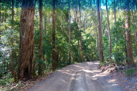 Fraser Island 4WD Tour From Rainbow Beach - Accommodation Rockhampton 4