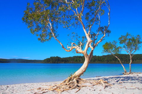 Fraser Island 4WD Tour From Rainbow Beach - Accommodation Rockhampton 5