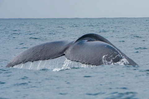 2-Hour Guided Whale Watching Tour At Noosa - Accommodation Rockhampton 1