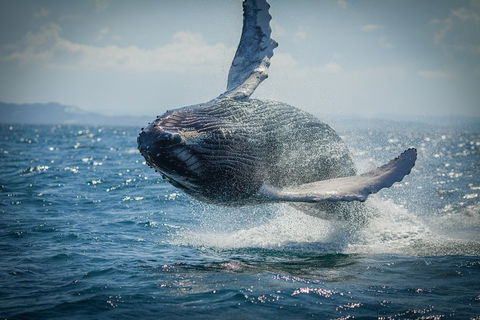 2-Hour Guided Whale Watching Tour At Noosa - Accommodation Rockhampton 3