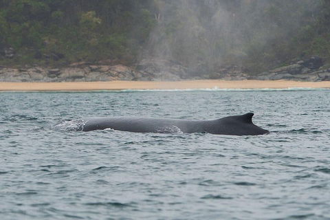 2-Hour Guided Whale Watching Tour At Noosa - Accommodation Rockhampton 5