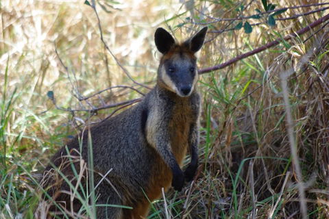 Byron Bay Combo: Hinterland Tour Including Minyon Falls And Kayaking With Dolphins - Accommodation Rockhampton 2