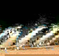 Phillip Island Penguins Private Tour - Accommodation Rockhampton
