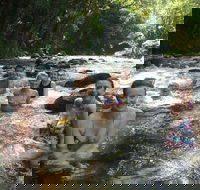 Daintree Rainforest Cape Tribulation Mossman Gorge Small-Group Day Tour - Accommodation Rockhampton