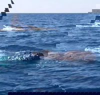 Noosa Whale Watching - Accommodation Rockhampton