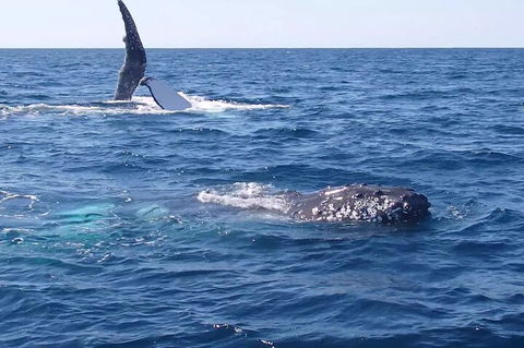Noosa Whale Watching - Accommodation Rockhampton 0
