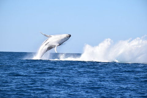 Noosa Whale Watching - Accommodation Rockhampton 1