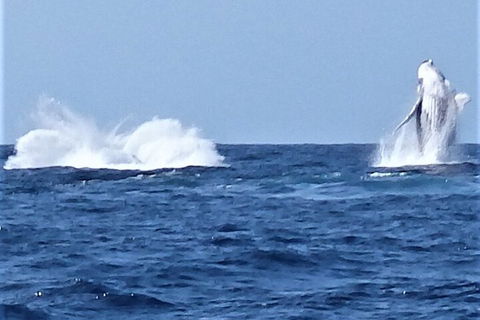 Noosa Whale Watching - Accommodation Rockhampton 3
