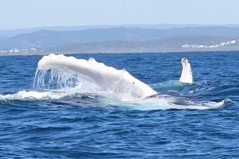 Noosa Whale Watching - Accommodation Rockhampton 5
