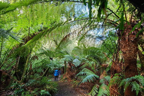 3-Day Adelaide To Melbourne Tour Including The Great Ocean Road - Accommodation Rockhampton 2