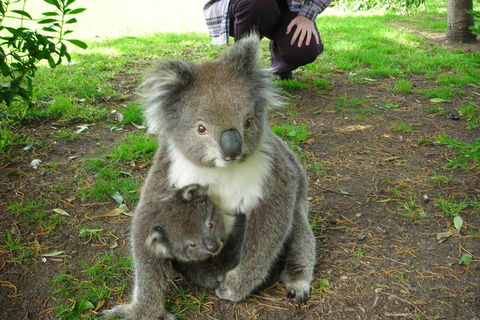 3-Day Adelaide To Melbourne Tour Including The Great Ocean Road - Accommodation Rockhampton 3