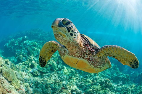 All Inclusive Tangalooma Wrecks Cruise Tour From Gold Coast - Accommodation Rockhampton 4