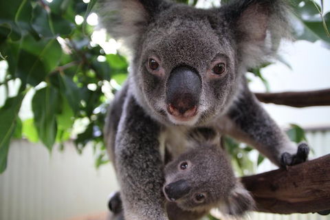 Kuranda Day Tour, TKS-RFS GRAND GOLD PLUS 0930 - Accommodation Rockhampton 1