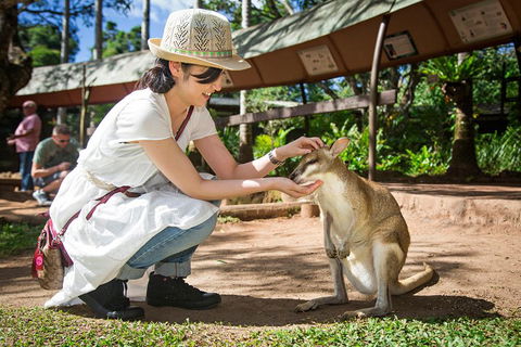 Kuranda Day Tour, TKS-RFS GRAND GOLD PLUS 0930 - Accommodation Rockhampton 3