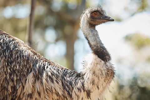 Sydney Taronga Zoo General Entry Ticket - Accommodation Rockhampton 4