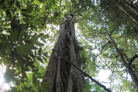 Natural Bridge Glow Worm Night Tour From Gold Coast - Accommodation Rockhampton 1