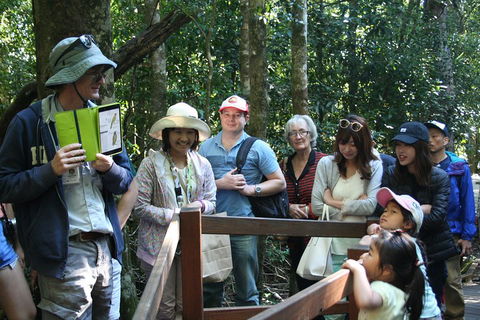 Natural Bridge Glow Worm Night Tour From Gold Coast - Accommodation Rockhampton 4