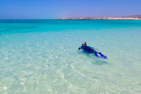 Ningaloo In A Day - Full Day Hike And Snorkel Tour With Lunch - Accommodation Rockhampton 4
