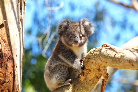 LGBT+ Friendly 2 Day Private Tour Great Ocean Road + Phillip Island - Accommodation Rockhampton 1
