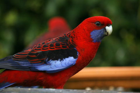 LGBT+ Friendly 2 Day Private Tour Great Ocean Road + Phillip Island - Accommodation Rockhampton 3